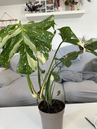 Monstera Constelación Variegada