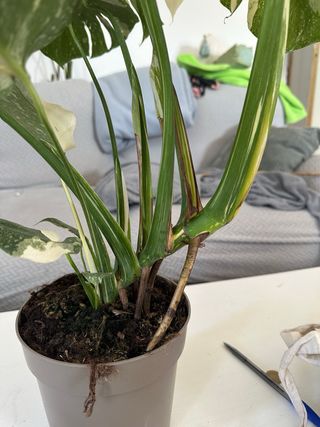 Monstera Constelación Variegada