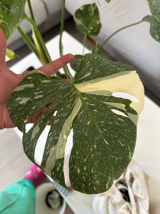 Monstera Constelación Variegada