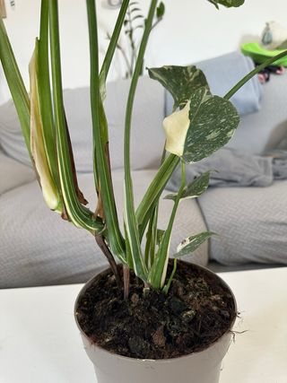 Monstera Constelación Variegada