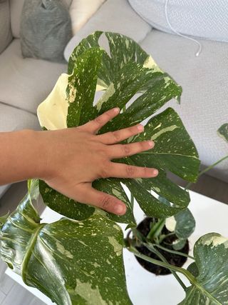 Monstera Constelación Variegada