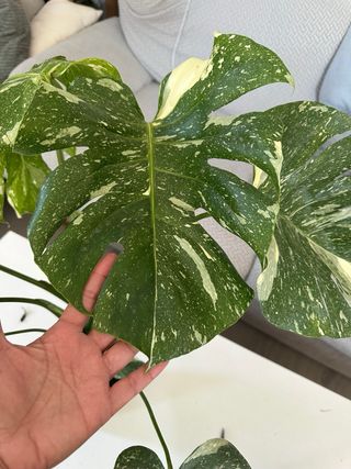Monstera Constelación Variegada