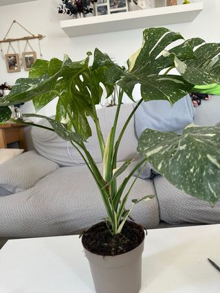 Monstera Constelación Variegada
