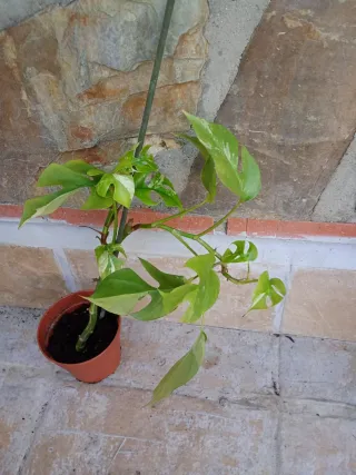 Monstera minima tetrasperma variegata
