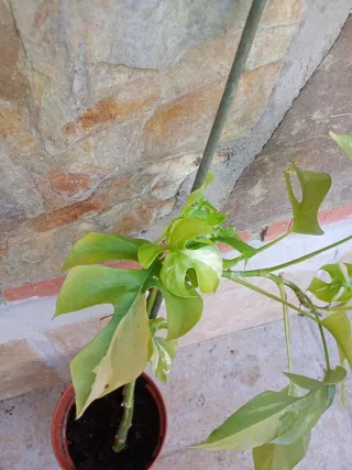 Monstera minima tetrasperma variegata