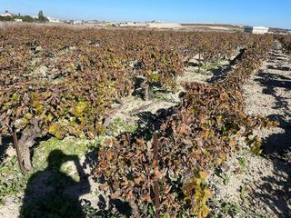 Terreno en venta en Centro-Calzada-Cabo Noval en Sanlúcar de Barrameda