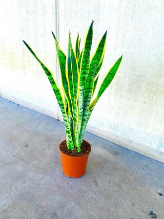 Planta interior/exterior “Sansevieria”