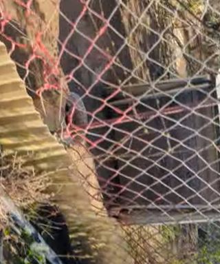 5 Anzares y 10-12 Gallinas