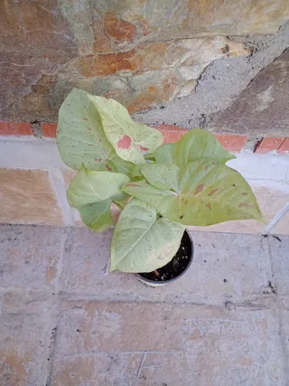 Syngonium mik confeti