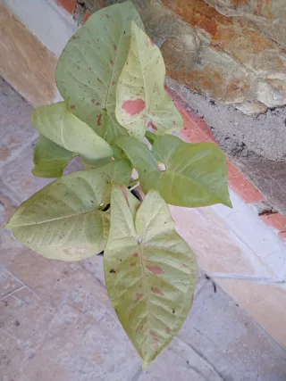 Syngonium mik confeti