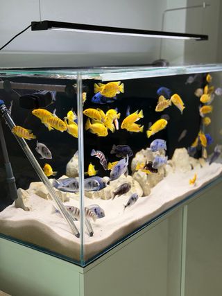 Acuario 270L completo