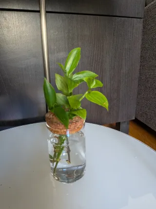 Planta en jarrón de cristal y corcho