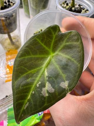 Alocasia Regal Shield Variegata Albo/Rosa