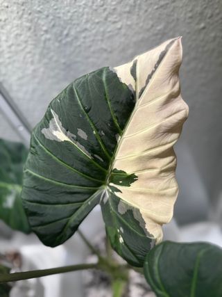 Alocasia Regal Shield Variegata Albo/Rosa