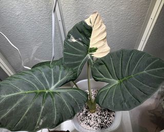 Alocasia Regal Shield Variegata Albo/Rosa