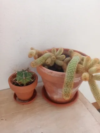 Macetas de terracota