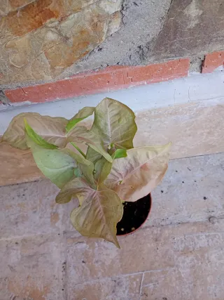 Syngonium Pink sport