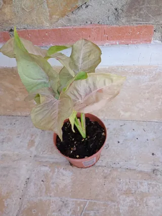 Syngonium Pink sport