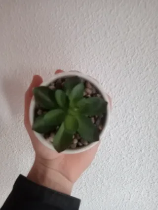 Macetero blanco con planta verde