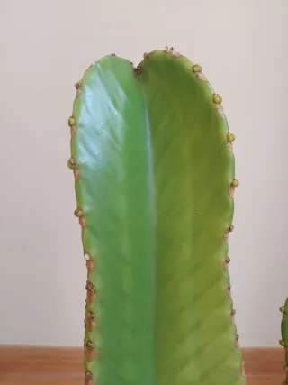 Planta cactus arbol candelabro (Euphorbia ingens)