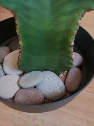 Planta cactus arbol candelabro (Euphorbia ingens)