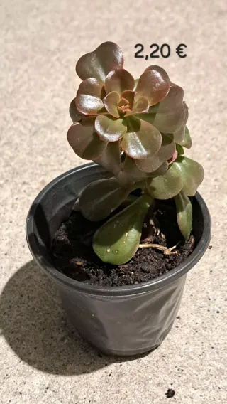 Cacto com pelo 2,50€