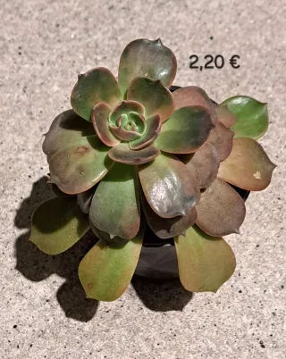 Cacto com pelo 2,50€