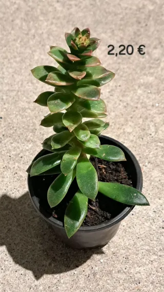 Cacto com pelo 2,50€