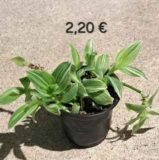 Cacto com pelo 2,50€