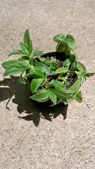 Cacto com pelo 2,50€