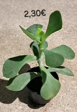 Cacto com pelo 2,50€