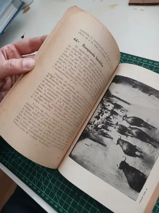 El encierro de los toros