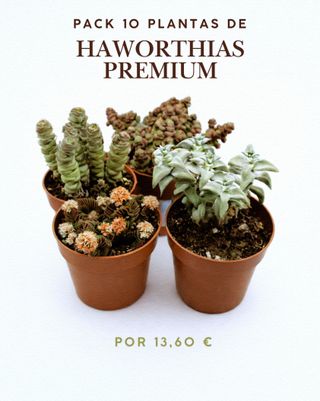 Pack 10 Plantas Haworthias Premium