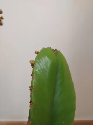 Planta cactus arbol candelabro (Euphorbia ingens)