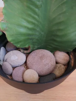 Planta cactus arbol candelabro (Euphorbia ingens)