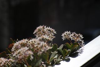 Objetivo Revuenon 135mm f/2.8 M42