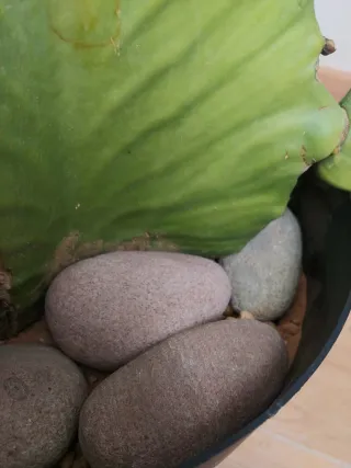 Planta cactus arbol candelabro (Euphorbia ingens).