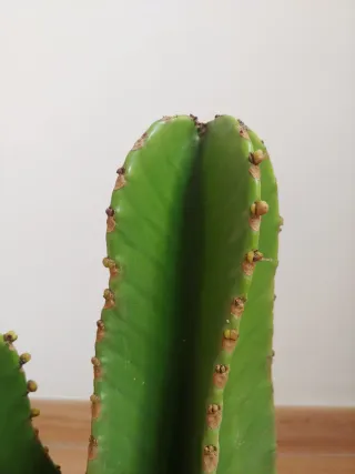 Planta cactus arbol candelabro (Euphorbia ingens)