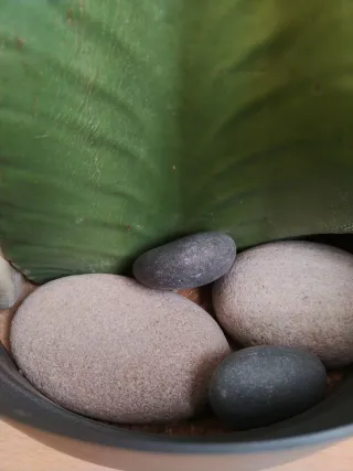 Planta cactus arbol candelabro (Euphorbia ingens)