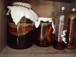 Disco de Kombucha + Líquido Iniciador