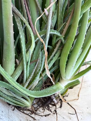 Plantas de Aloe Vera con Raíces