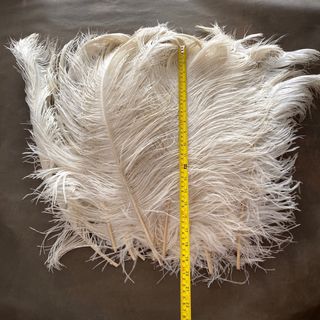16 Plumas de Avestruz Blancas