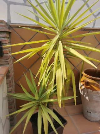 Planta Yuca Olaifalia
