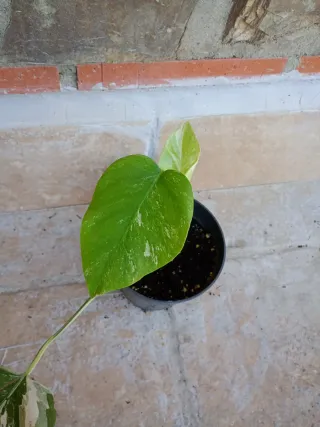 Monstera albo variegata
