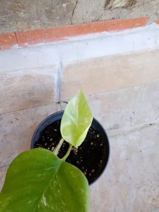 Monstera albo variegata