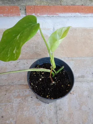 Monstera albo variegata