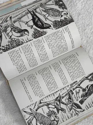 OJE AIRE LIBRE DELEGACIÓN DE JUVENTUDES AÑO 1968