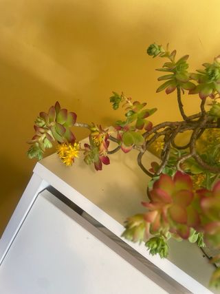 Planta suculenta con flores amarillas