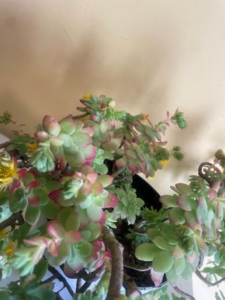 Planta suculenta con flores amarillas