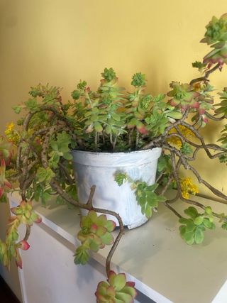 Planta suculenta con flores amarillas